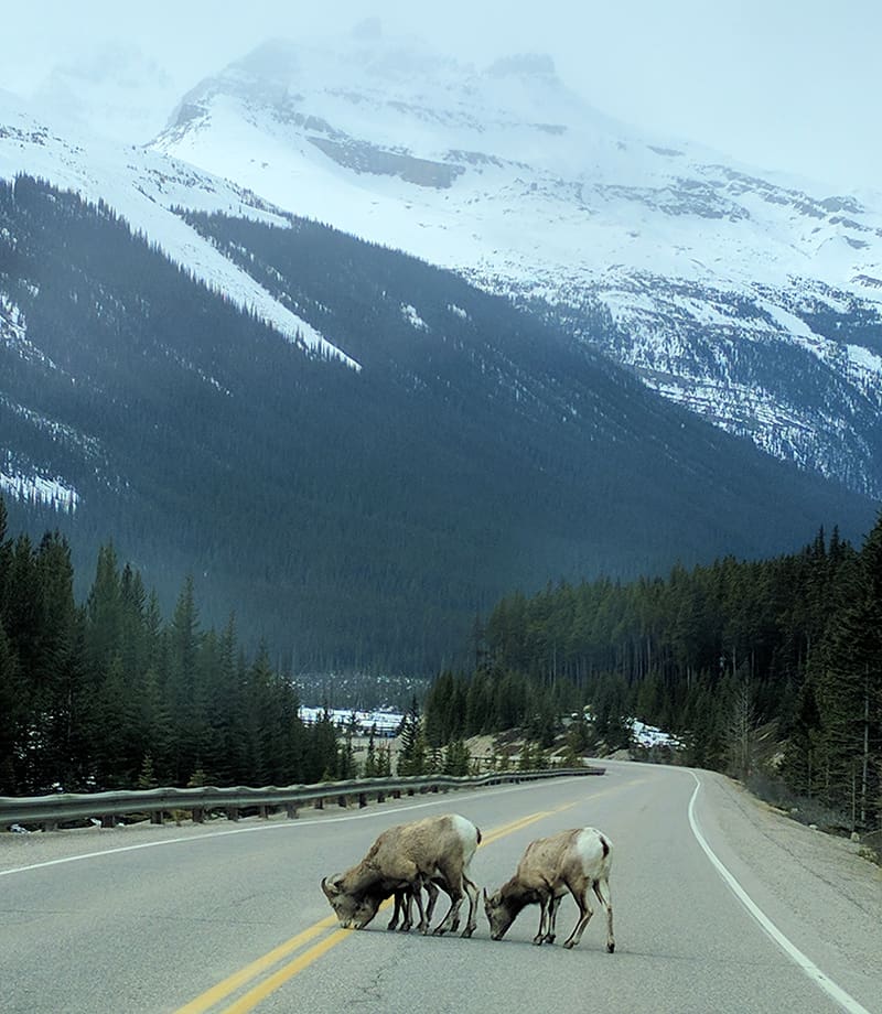 Mountain Sheep on the highway in Jasper National Park