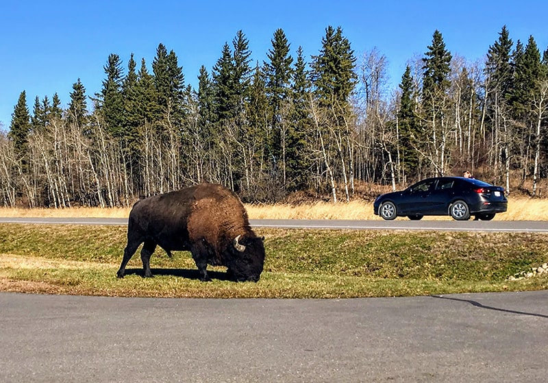 Bison in Elk Island National Park, Alberta