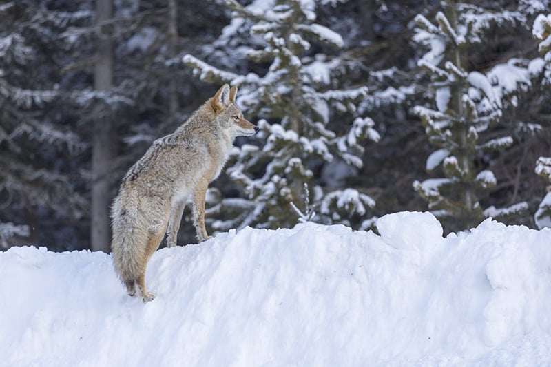 An Alberta Coyote