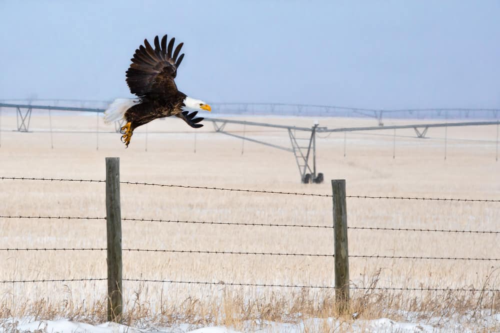 A Bald Eagle takes flight