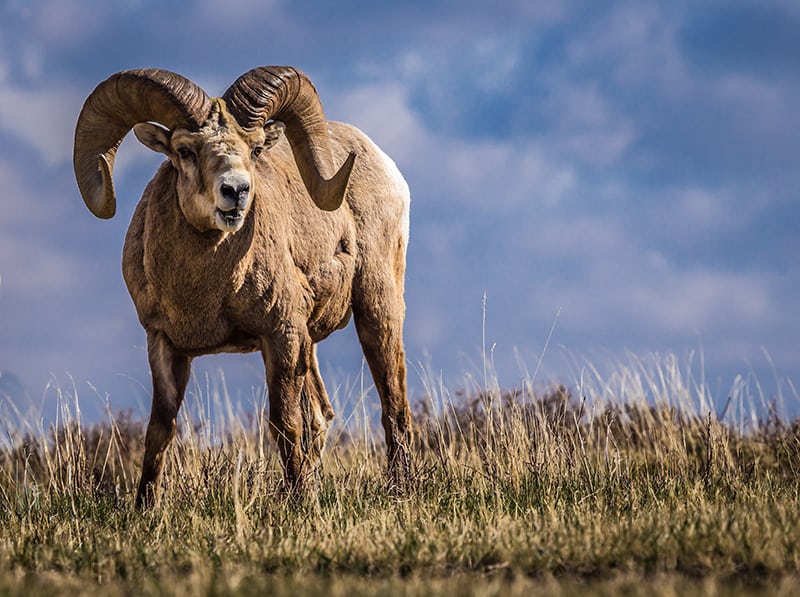 Big Horn Sheep Alberta
