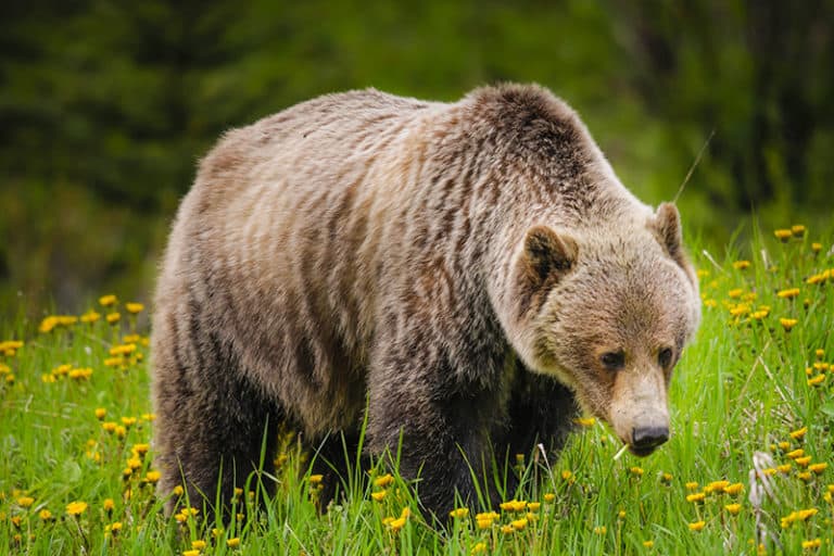 The BEST Ways to Safely See Alberta Wildlife (for 2024)