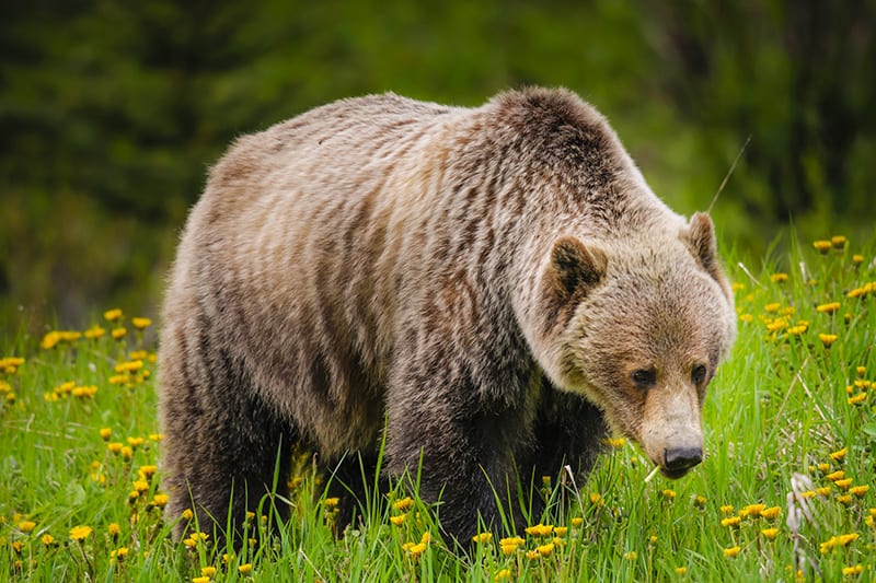 A grizzly bear in Alberta