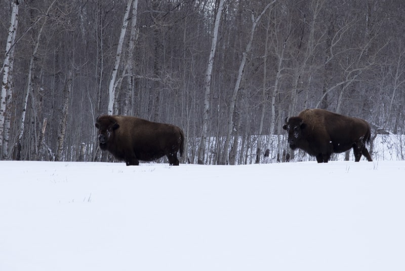 Bison in Elk Island National Park