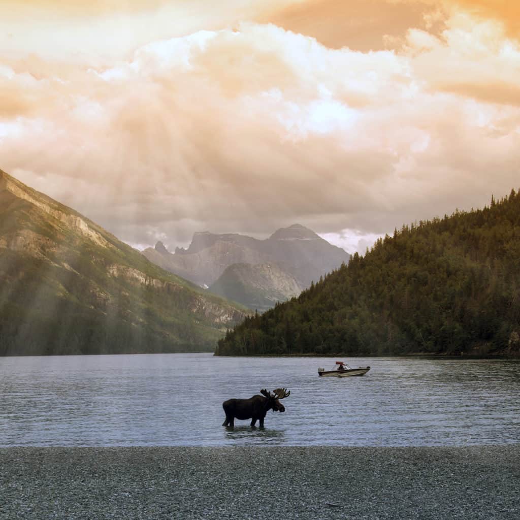 A moose stands in Cameron Lake, Waterton Lakes National Park.