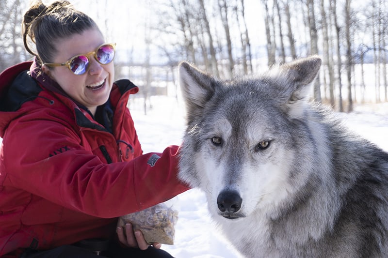 Yamnuska Wolfdog Sanctuary Alberta