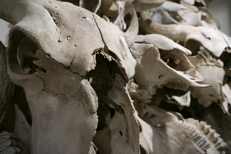 Buffalo skull bones from Head Smashed in Buffalo Jump, Alberta