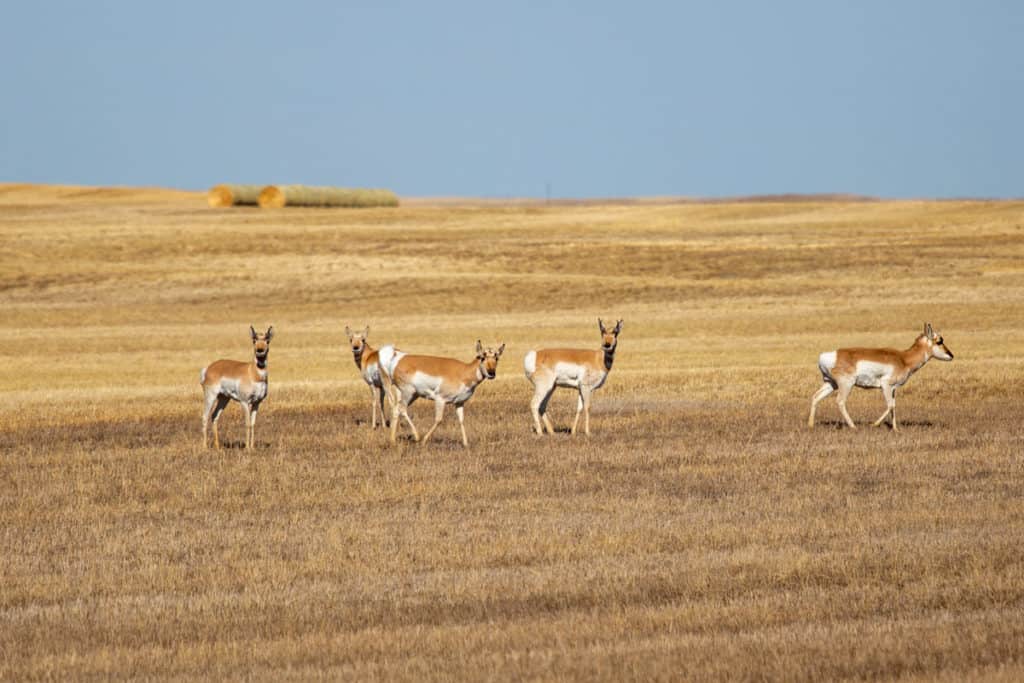 Pronghorns in Alberta