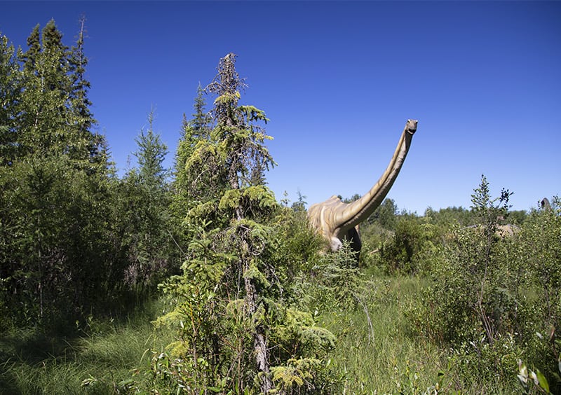 Jurassic Forest in Gibbons, Alberta