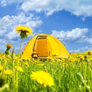 Camping tent in field of dandelions