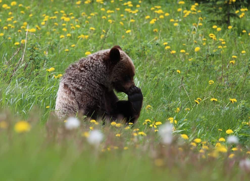 Grizzly cub