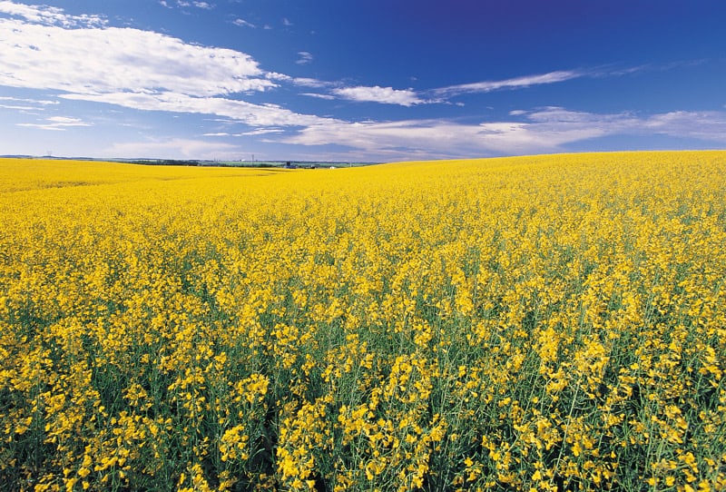 A canola field in Alberta