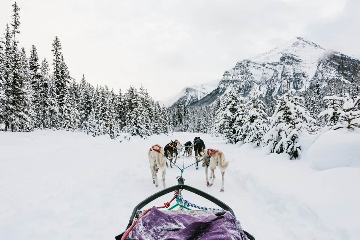 Dog sledding in Kananaskis