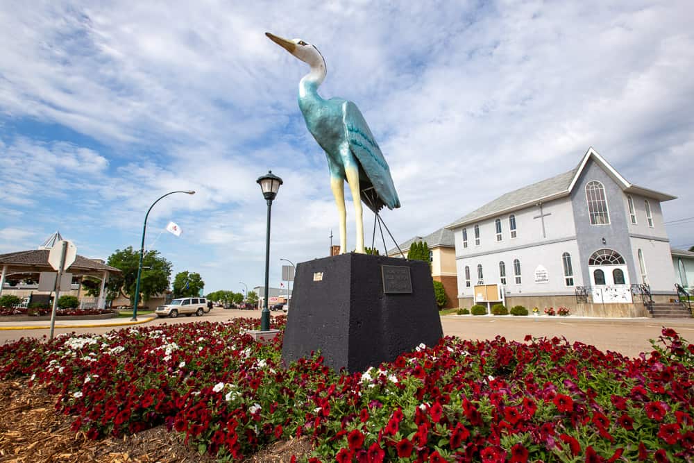 Aaron the Blue Heron in Barrhead, Alberta