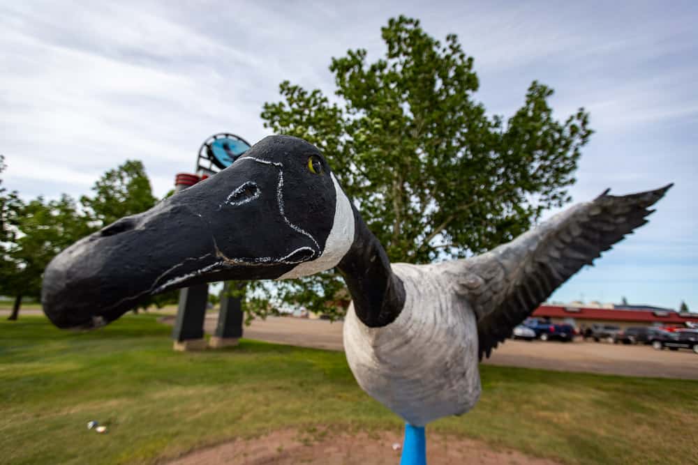 Giant Canada Goose in Hanna