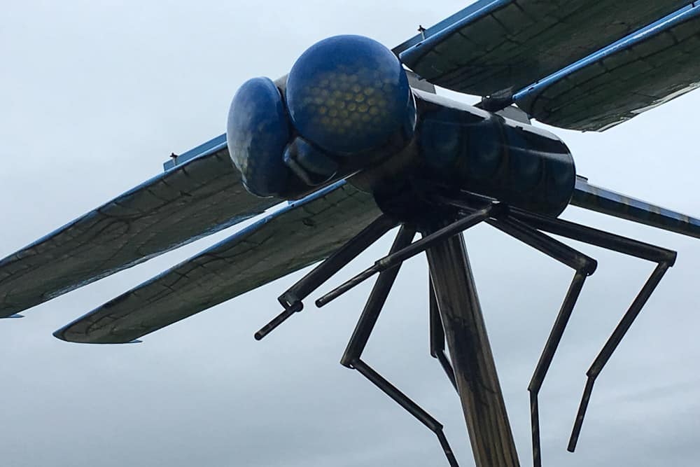 Giant Dragonfly in Wabamun, Alberta