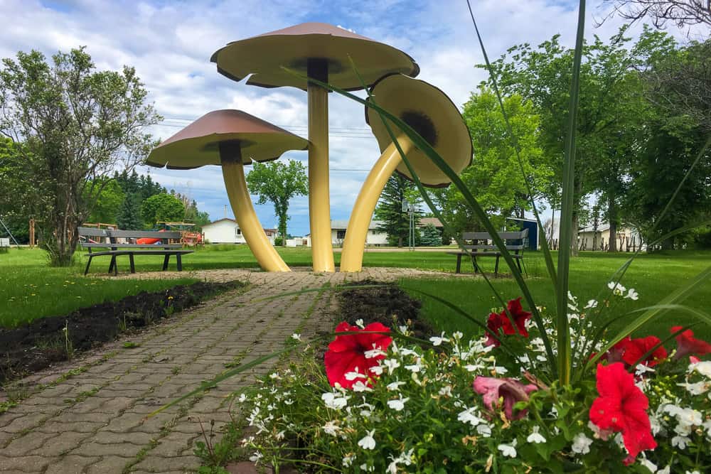 World's Largest Mushrooms Vilna