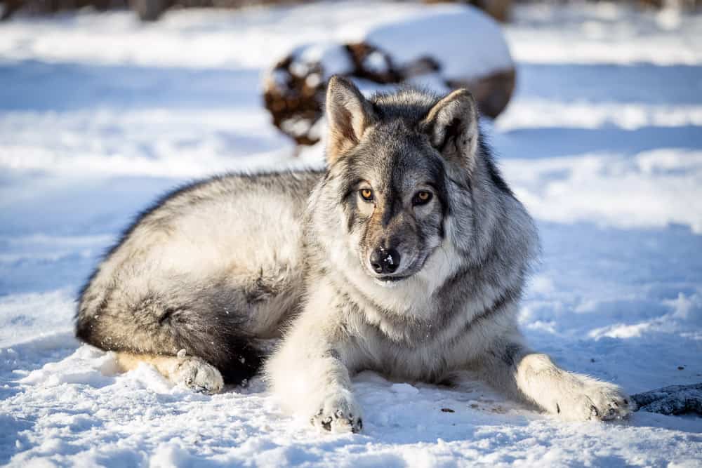 Get close to wolves at the Yamnuska Wolfdog Sanctuary