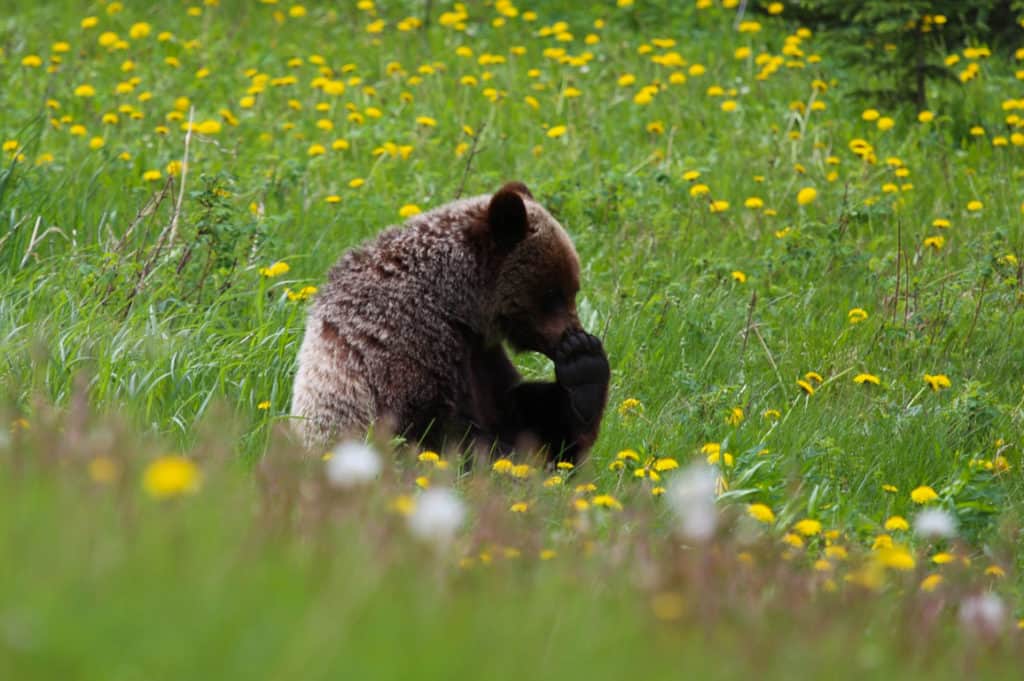 Grizzly Bear Kananaskis Alberta