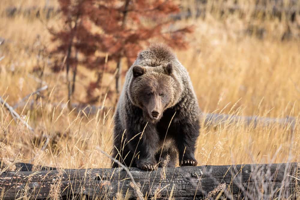 Grizzly Bear in Alberta