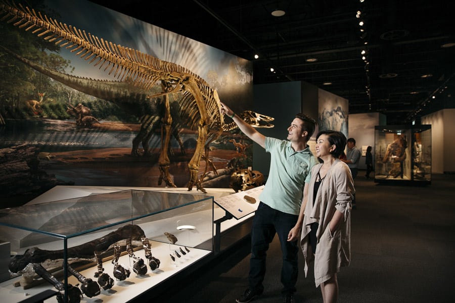 A dinosaur exhibit at the Royal Alberta Museum