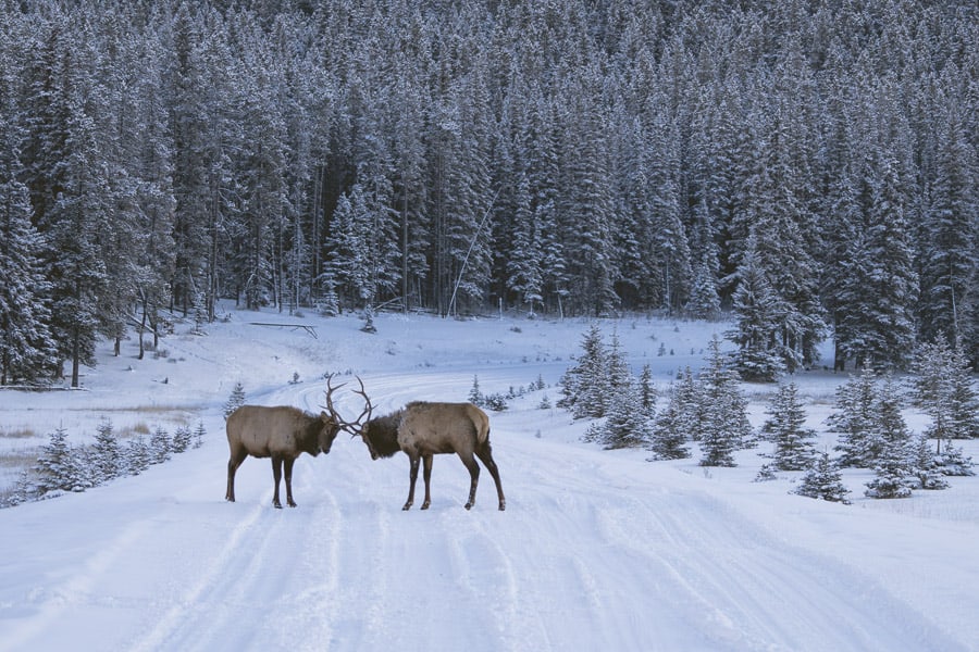 Wildlife on the Lake Minnewanka Loop