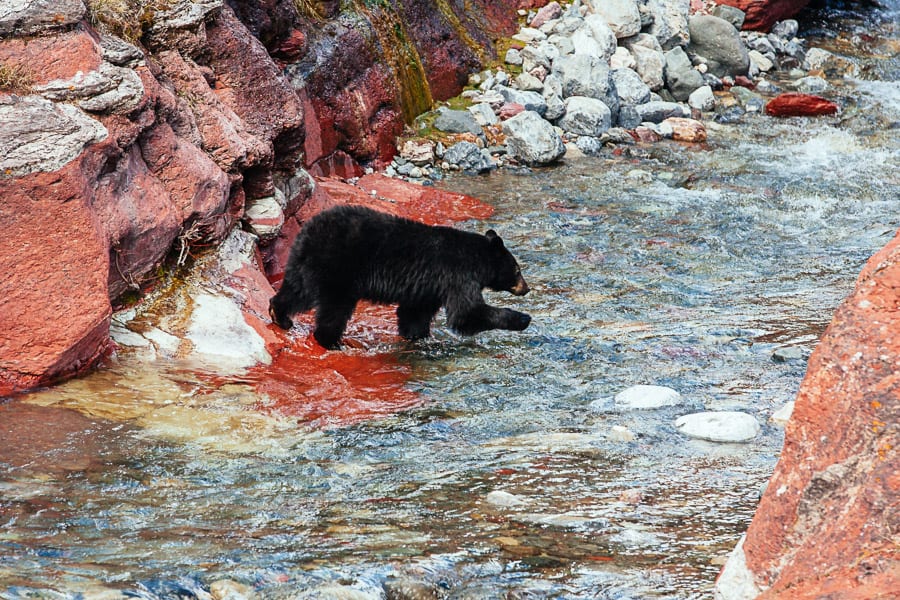 A bear in Waterton