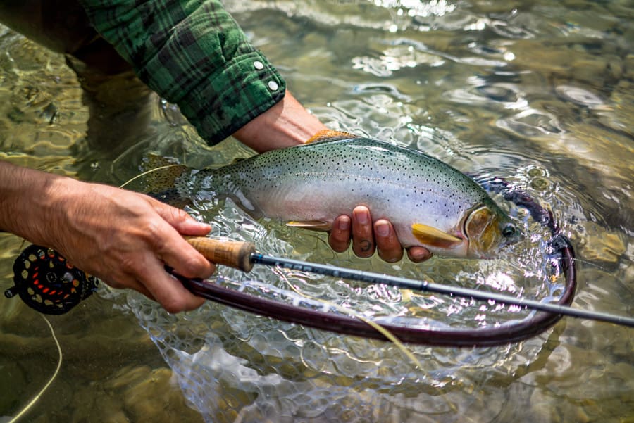 Catching Fish in Alberta