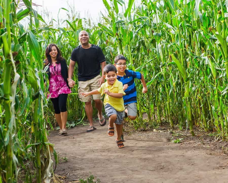 Corn Maze Kraay Family Farm