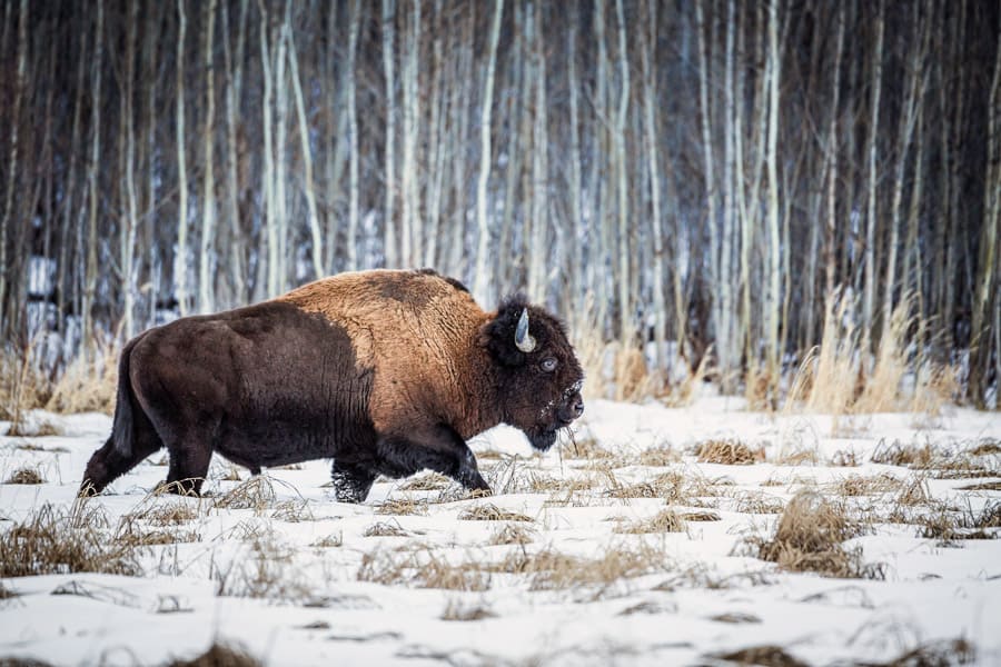 Bison at Elk Island National Park