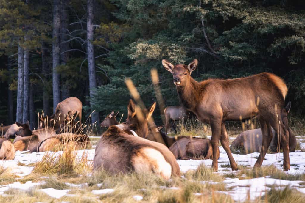 A herd of elk