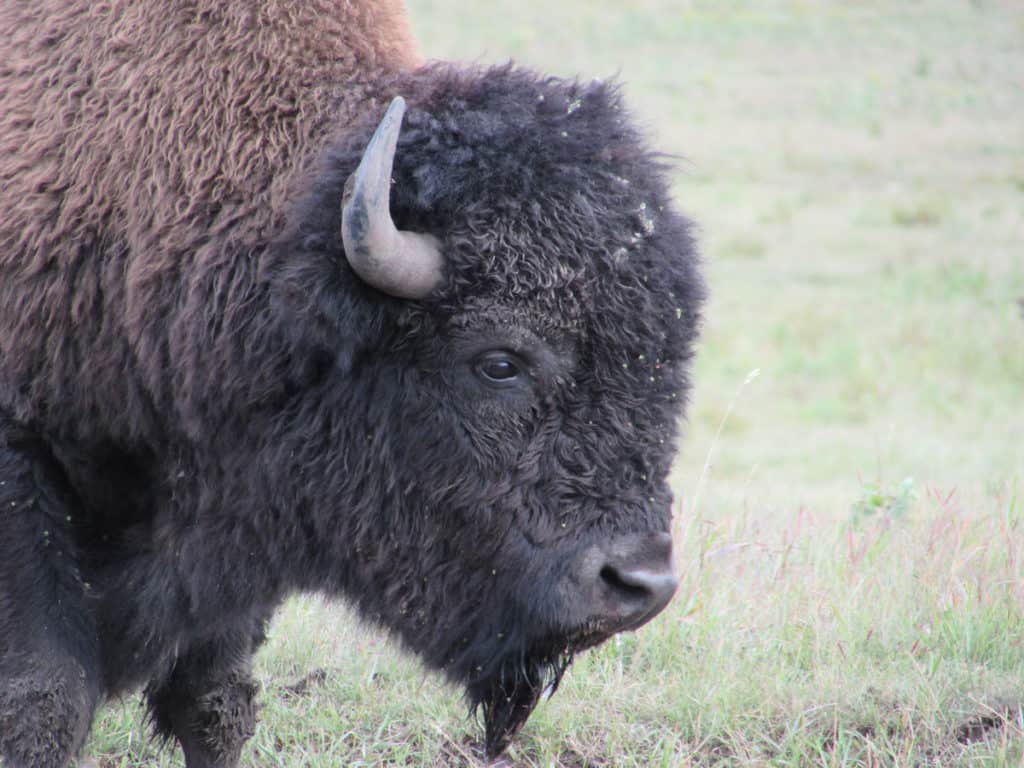 A bison in Alberta