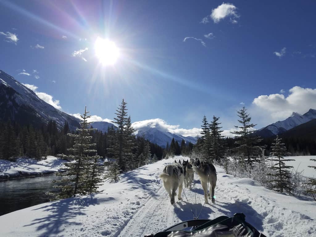 Dogsledding in Alberta