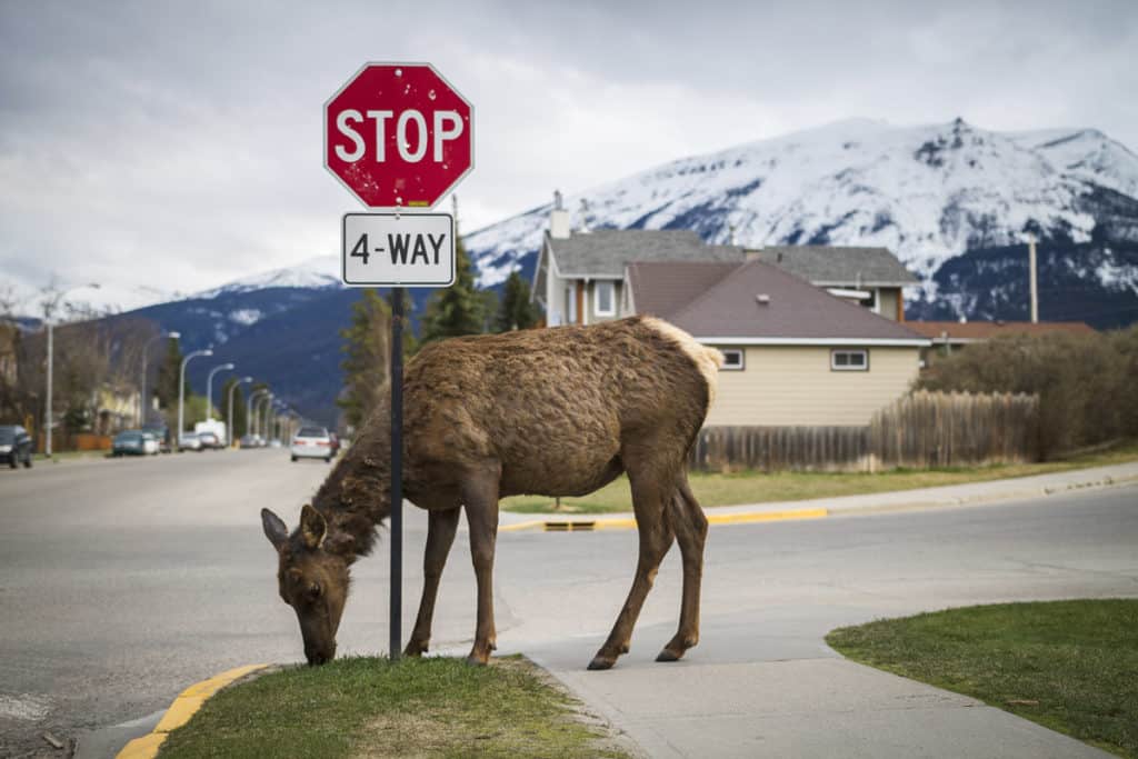 A Jasper local