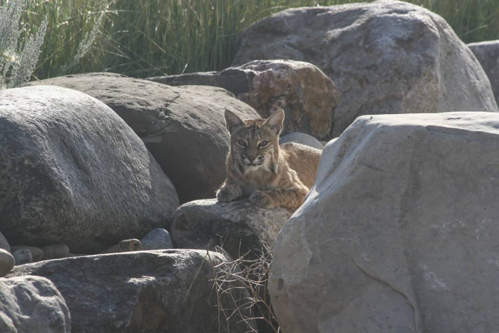 Lynx in Writing-on-Stone