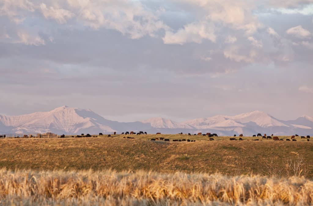 Near Longview, Alberta