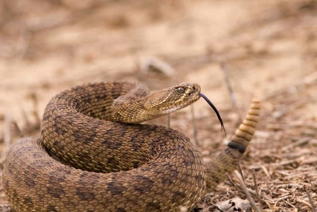 Rattlesnake Safety