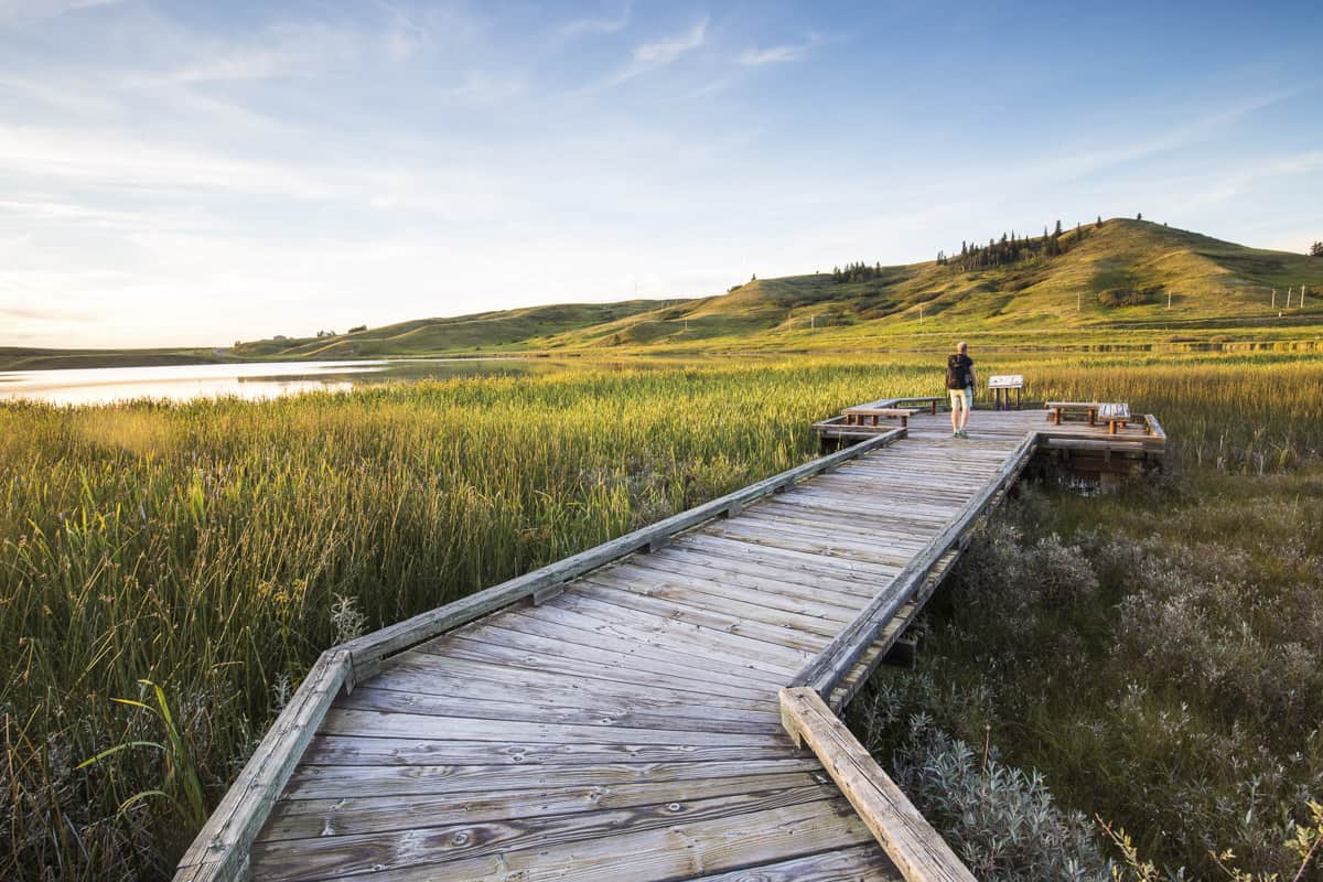 A boardwalk in Cypress Hills Provincial Park