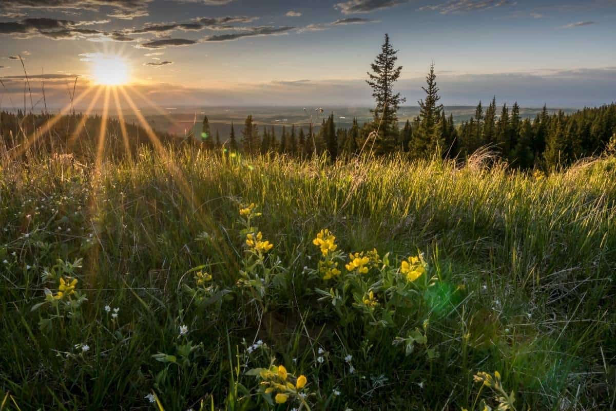 Cypress Hills Sunset