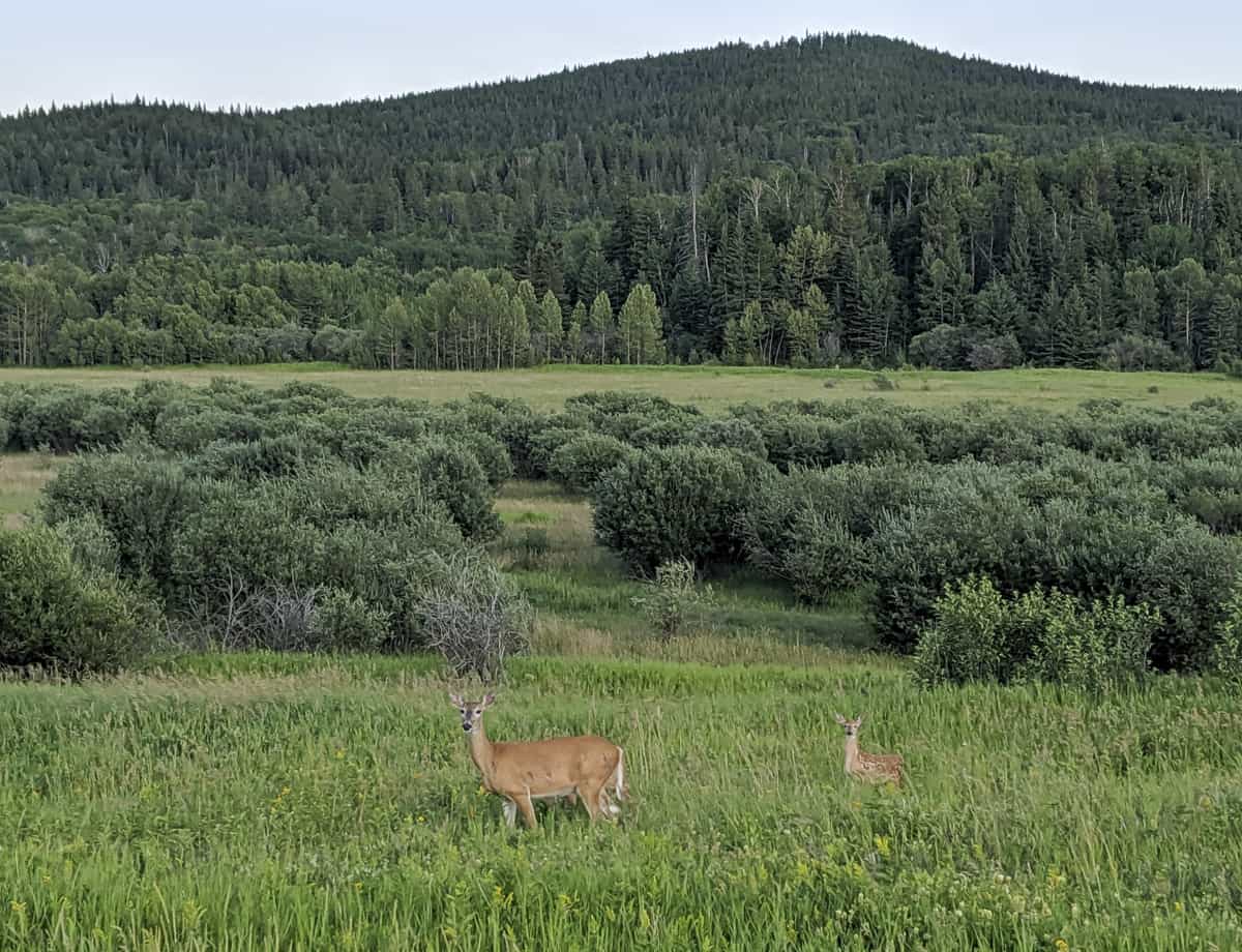 Deer in Cypress Hills