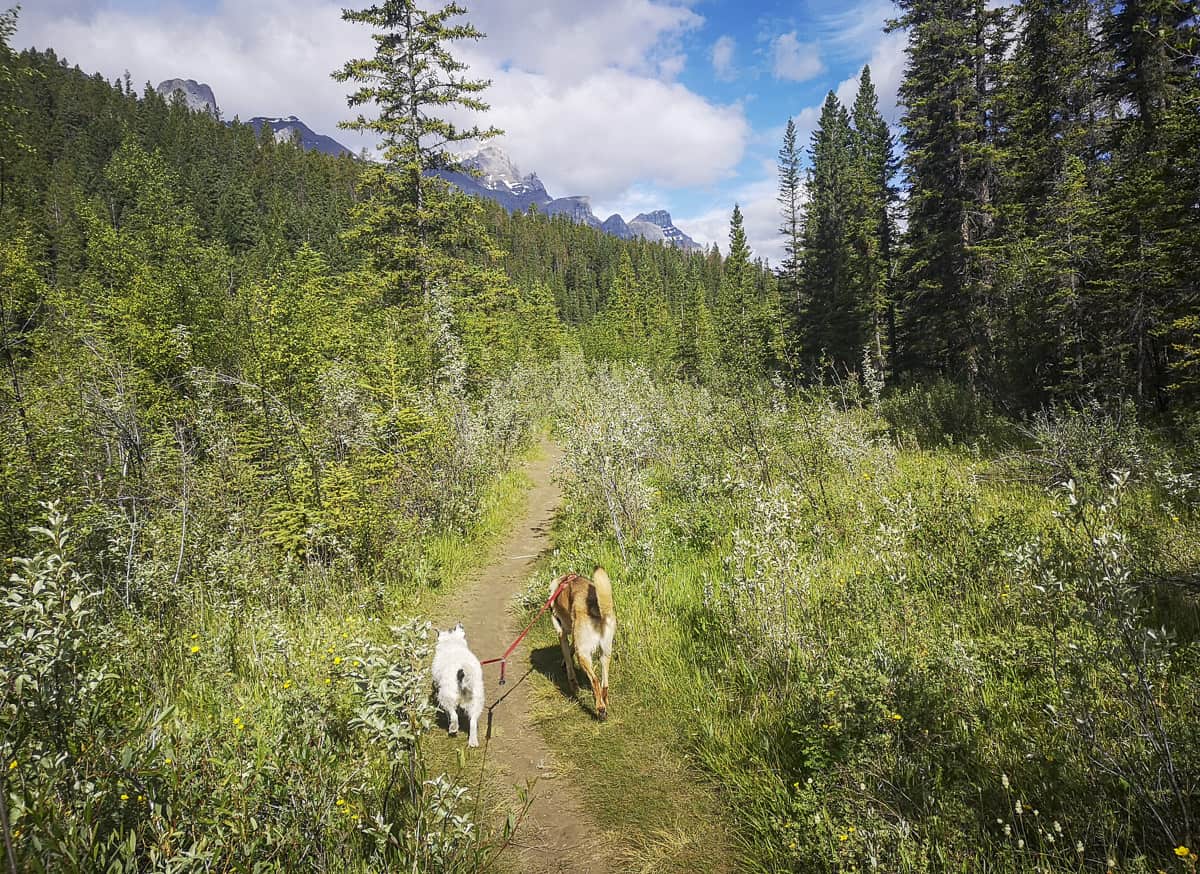 Larch Island Loop