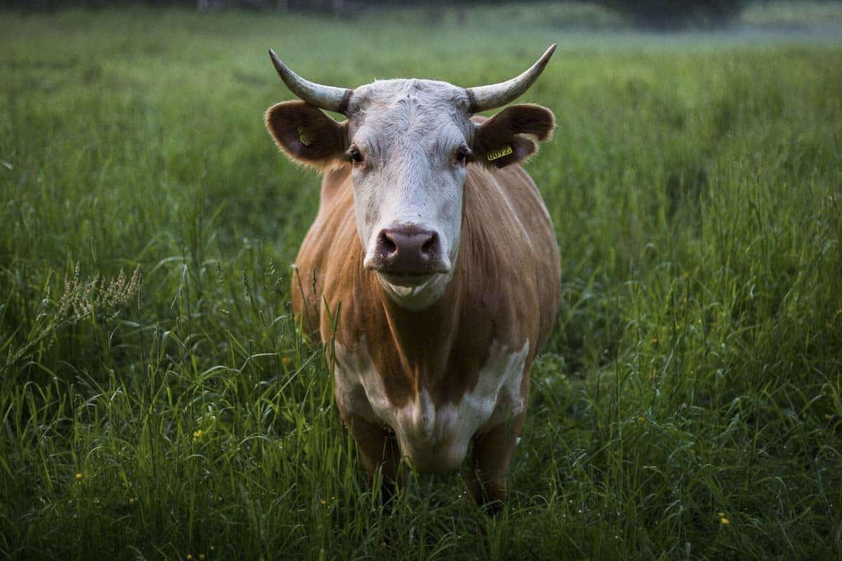 Calgary Stampede Cattle Trail