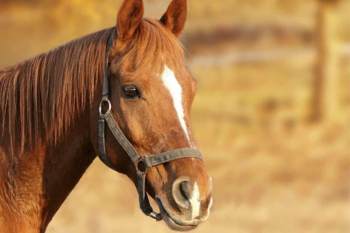 Stampede Horse Haven