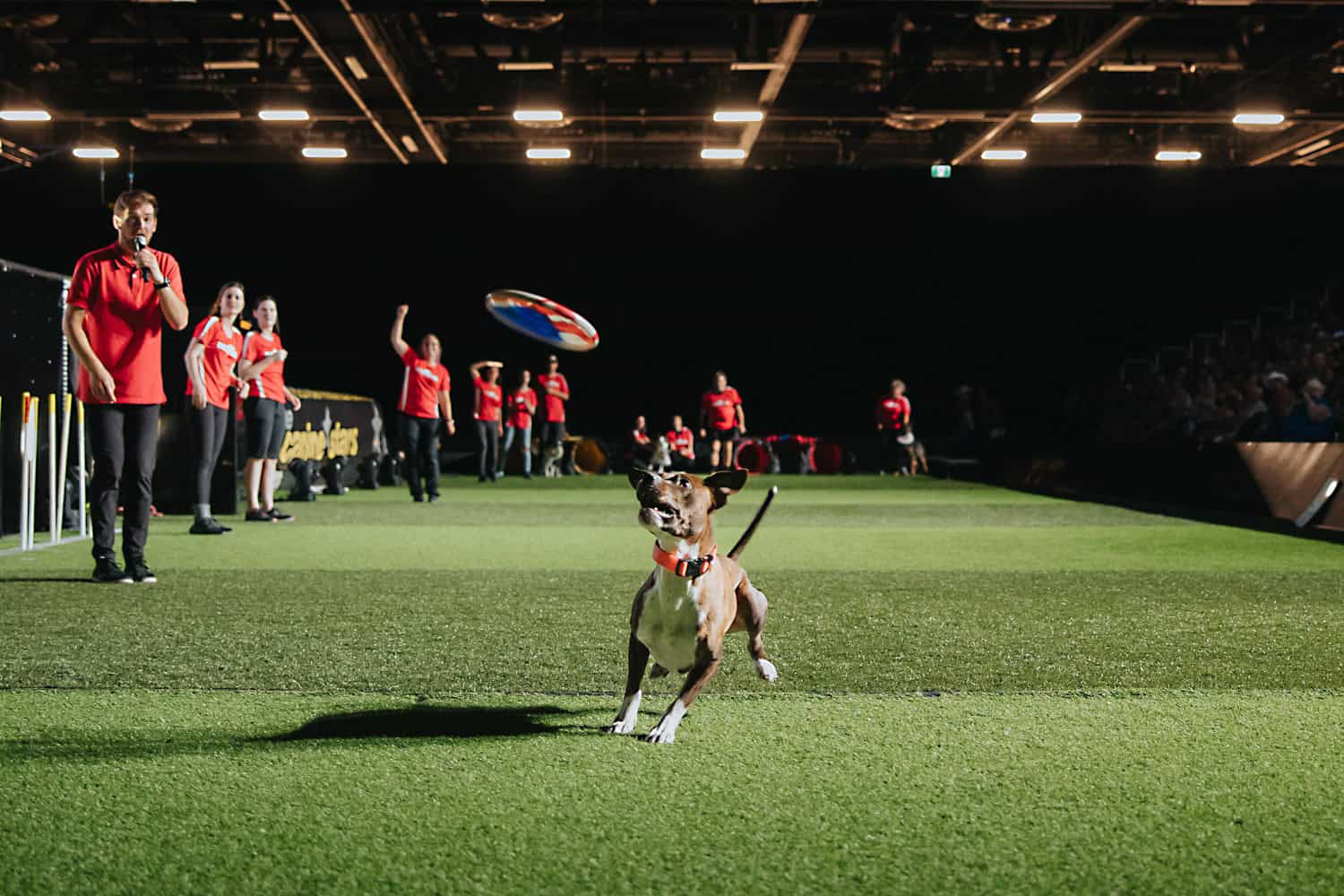 Dog Tricks at Calgary Stampede