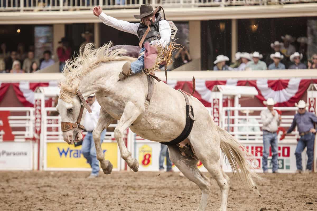 Stampede Saddlebronc