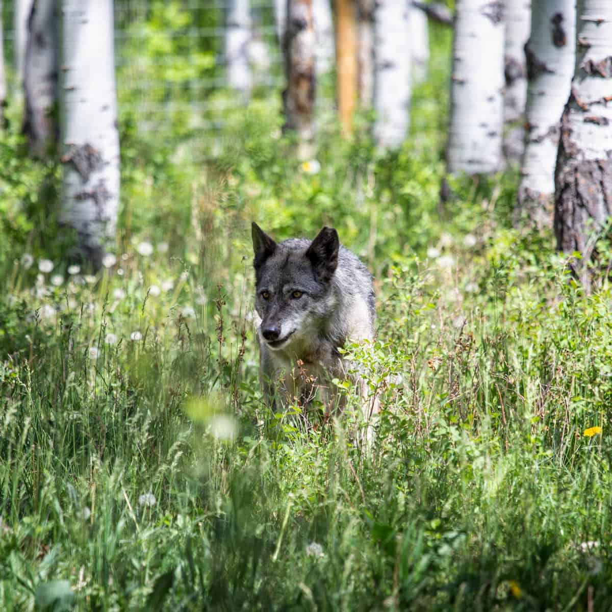 A wolfdog at the Yamnuska Wolfdog Sanctuary