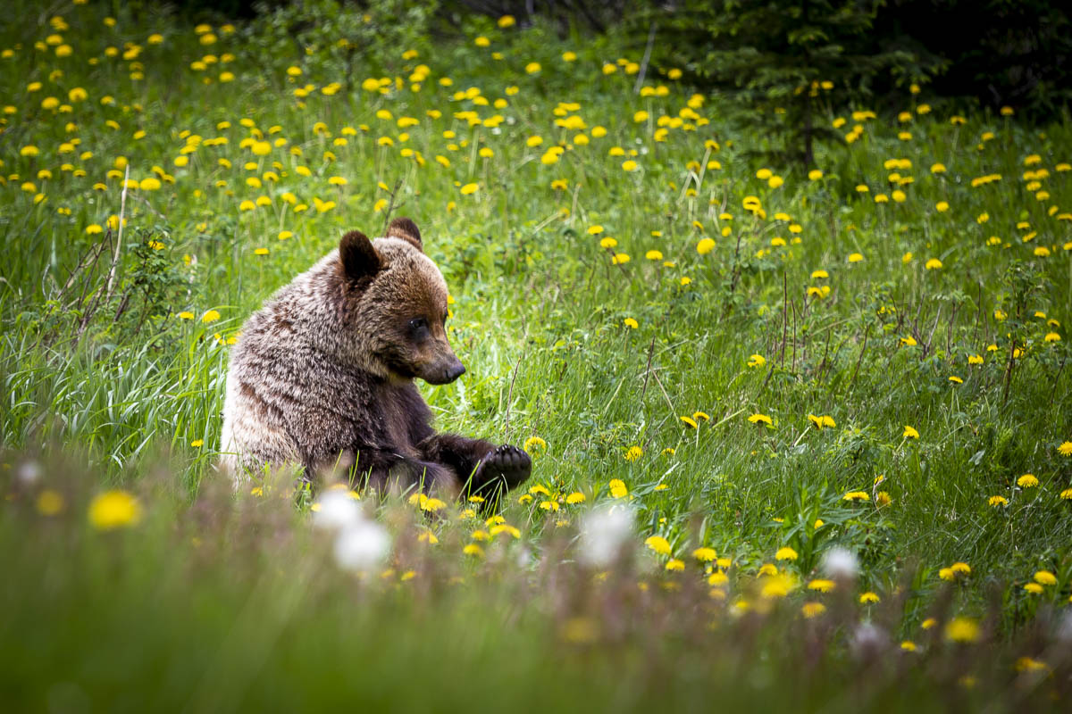 Grizzly Bear in Alberta