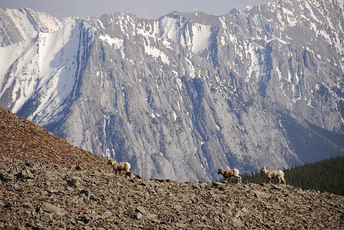 Mountain Goats in Bow Valley