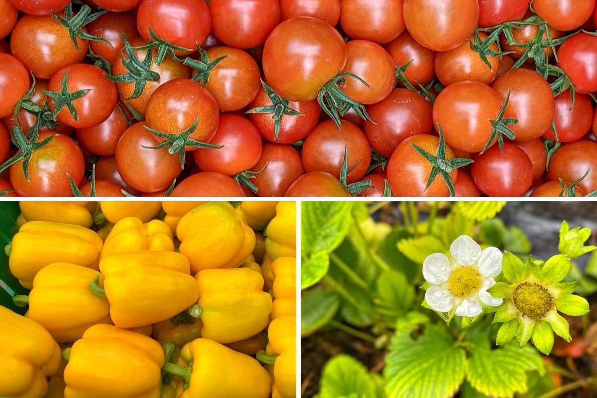 Vegetables and Fruit from Broxburn - a stop on the southern Alberta food tour