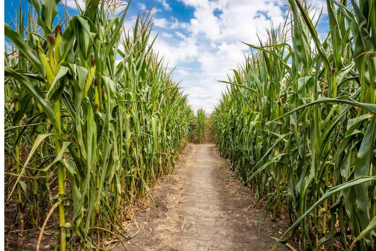 Corn Maze